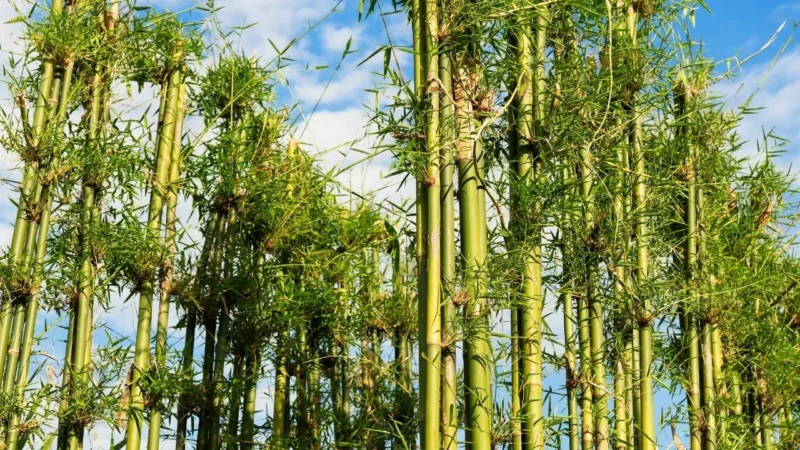 Telangana Promotes Bamboo Cultivation.. మహిళా సంఘాల్లోని రైతులకు ప్రోత్సాహకం