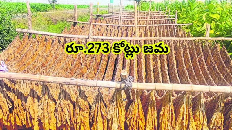 నల్ల బర్లీ పొగాకు రైతులకు ఊరట – రూ.273 కోట్లు జమ చేసిన ఏపీ ప్రభుత్వం