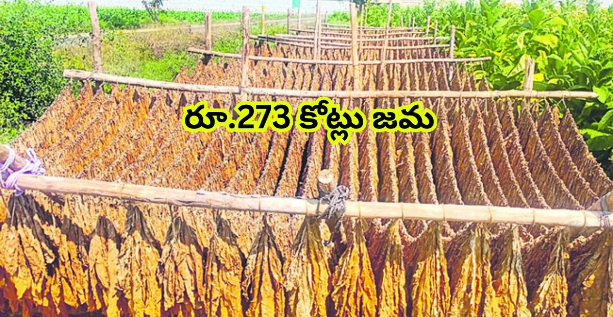 నల్ల బర్లీ పొగాకు రైతులకు ఊరట – రూ.273 కోట్లు జమ చేసిన ఏపీ ప్రభుత్వం