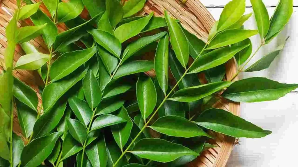 curry-leaves-benefits-health