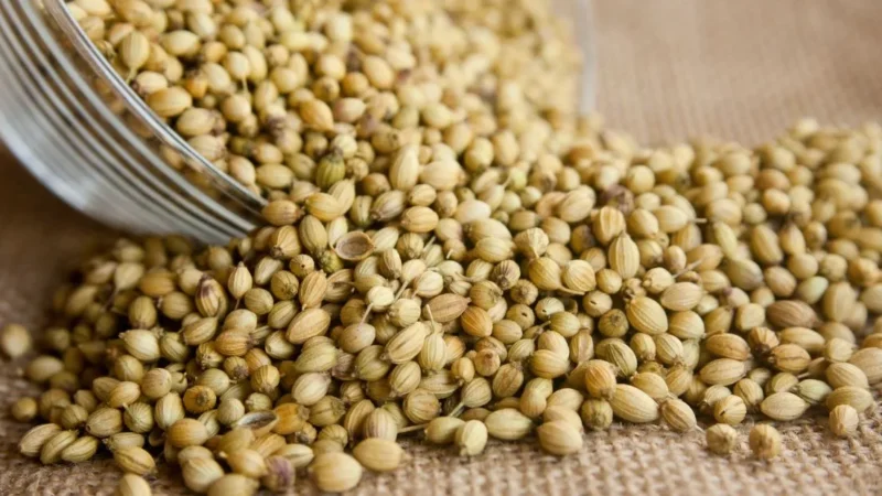 Coriander Seeds Benefits: ధనియాల నీటితో ఆరోగ్యానికి అద్భుత ప్రయోజనాలు – తప్పక తెలుసుకోవాలి!