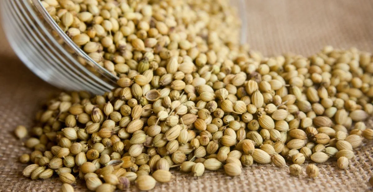 Coriander Seeds Benefits: ధనియాల నీటితో ఆరోగ్యానికి అద్భుత ప్రయోజనాలు – తప్పక తెలుసుకోవాలి!