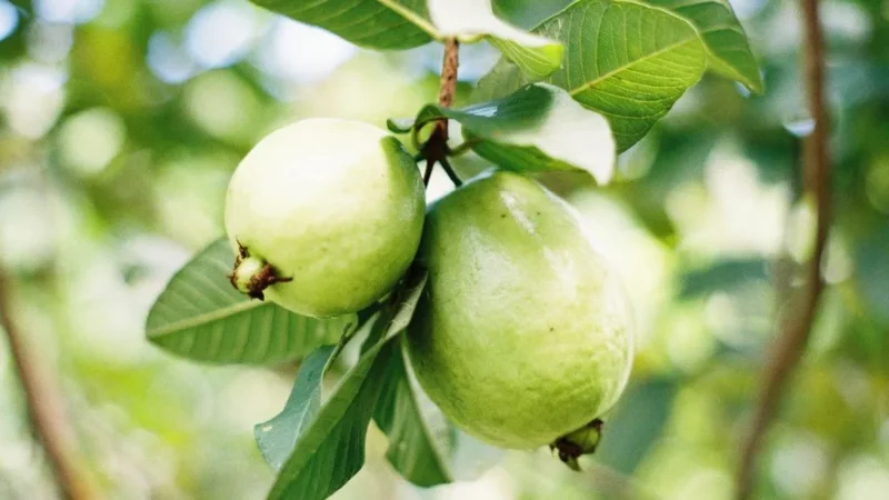 Nutritional Value of Guava per 100g, పోషక విలువలు, సైడ్ ఎఫెక్ట్స్ & లాభాలు
