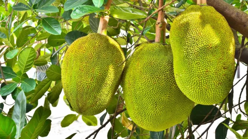 Jackfruit : పనసపండు ఆరోగ్య ప్రయోజనాలు, అపాయాలు, గర్భిణీ స్త్రీలు తినవచ్చా? – పూర్తి గైడ్