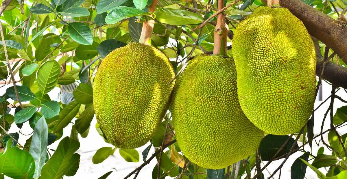 Jackfruit : పనసపండు ఆరోగ్య ప్రయోజనాలు, అపాయాలు, గర్భిణీ స్త్రీలు తినవచ్చా? – పూర్తి గైడ్