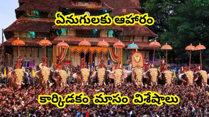 ఏనుగులకు ఆహారం పెట్టే పండుగ: కేరళలో ప్రత్యేకమైన కార్కిడకం మాసం విశేషాలు