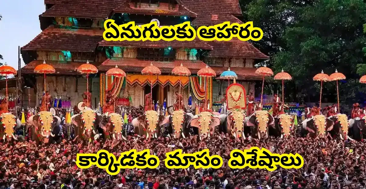 ఏనుగులకు ఆహారం పెట్టే పండుగ: కేరళలో ప్రత్యేకమైన కార్కిడకం మాసం విశేషాలు