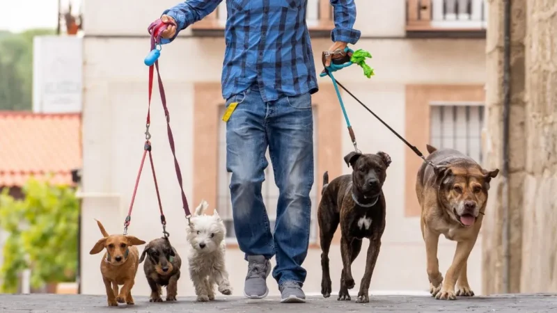 Dog Walker తో నెలకు రూ.4.5 లక్షలు సంపాదన! పెంపుడు కుక్కలే ఉపాధి