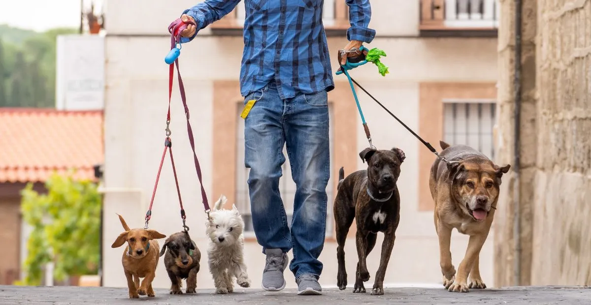 Dog Walker తో నెలకు రూ.4.5 లక్షలు సంపాదన! పెంపుడు కుక్కలే ఉపాధి