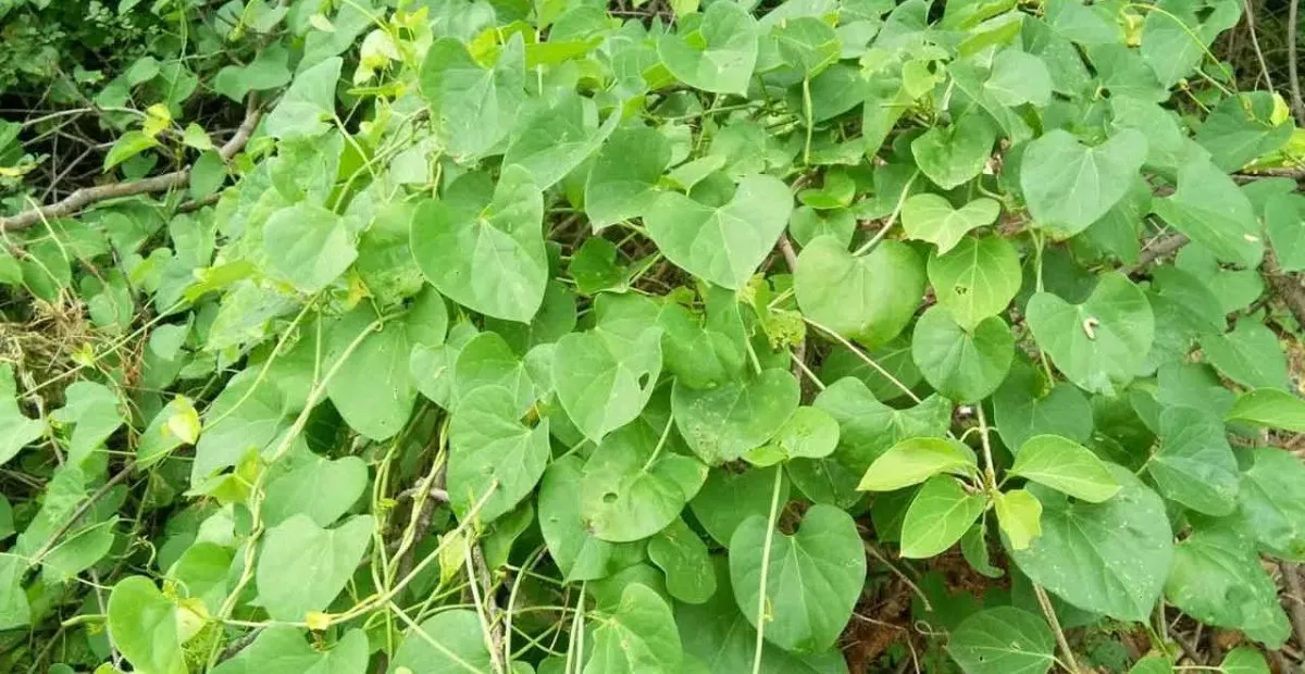 tippa-teega-benefits-in-telugu