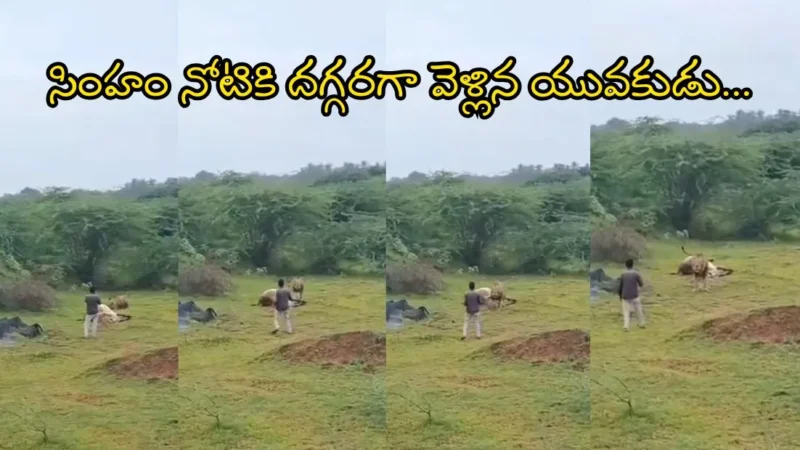 Viral Video : సింహం నోటికి దగ్గరగా వెళ్లిన యువకుడు…తర్వాత ఏం జరిగిందో చూస్తే షాక్