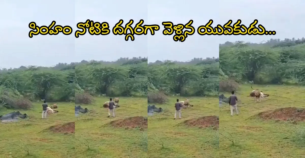 Viral Video : సింహం నోటికి దగ్గరగా వెళ్లిన యువకుడు…తర్వాత ఏం జరిగిందో చూస్తే షాక్