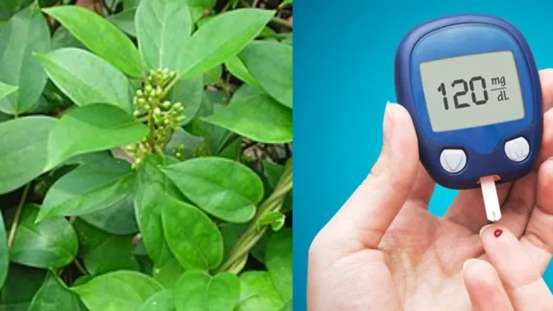 Podapatri Powder: మధుమేహ నియంత్రణకు అద్భుతమైన ఆయుర్వేద ఔషధం!