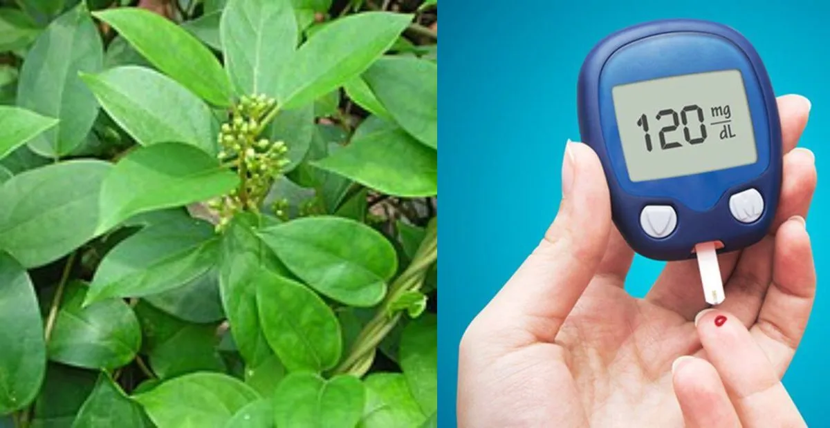 Podapatri Powder: మధుమేహ నియంత్రణకు అద్భుతమైన ఆయుర్వేద ఔషధం!