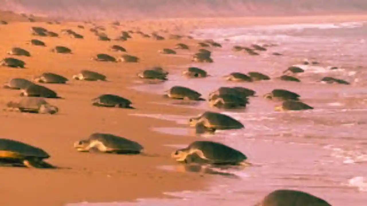 odisha-coast-thousands-of-turtles