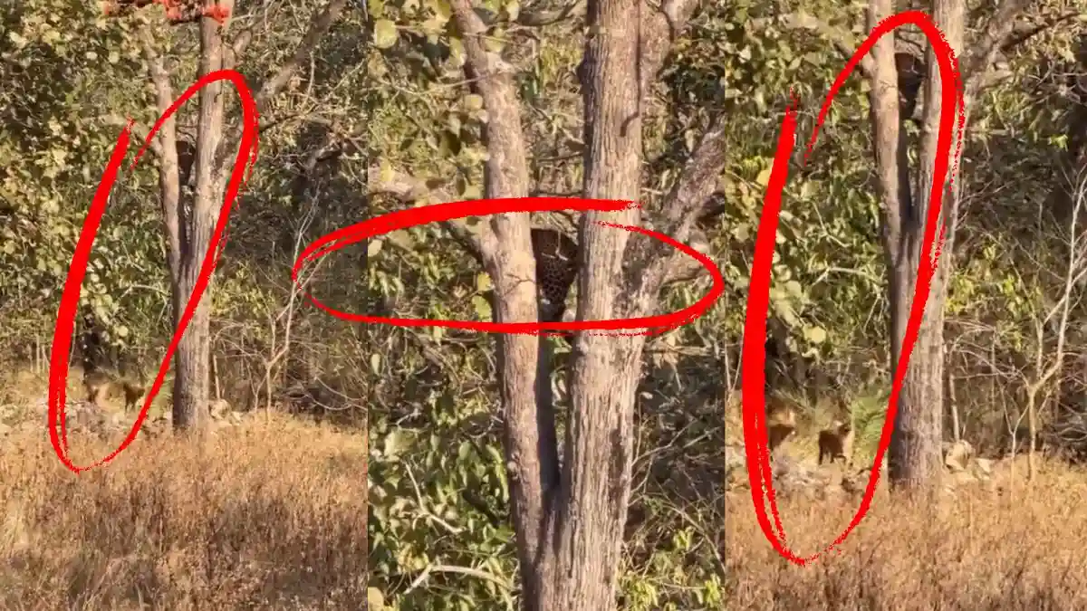 leopard-climbs-tree-escaping-race-dogs-amrabad-forest-nagar-kurnool